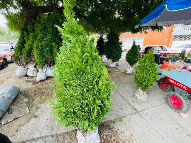 Comienza la venta de pinos y adornos navideños en Tuxpan