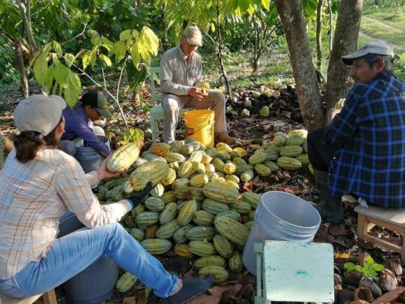 Comienza recuperación sustancial en producción y cultivo en campo chiapaneco