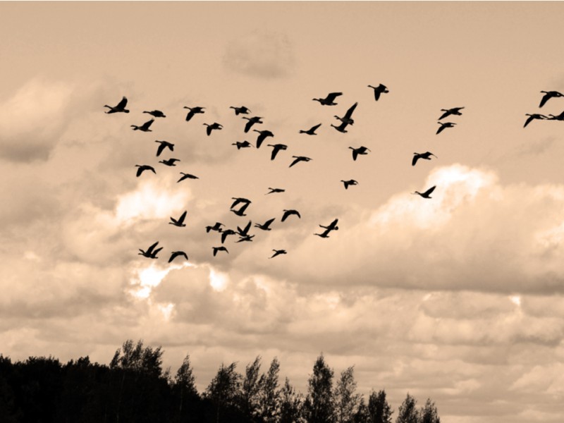 Comienza temporada de aves migratorias