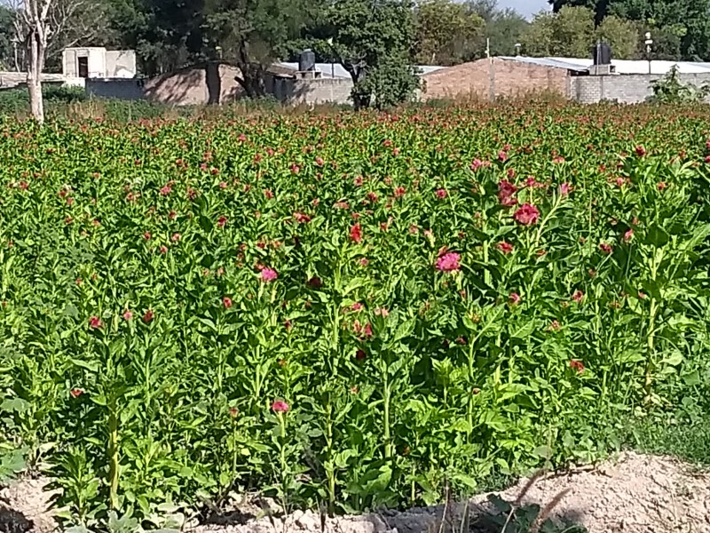 Comienzan a salir los primeros brotes de flor