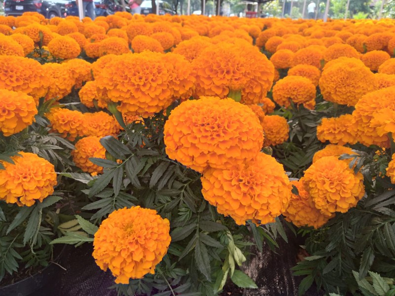 Comienzan a vender flor de cempasúchil para los altares | MEGANOTICIAS