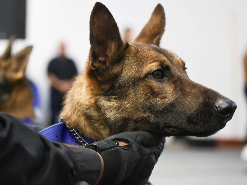 Comisaría de Zapopan recibió nueve perros entrenados de cara al Mundial