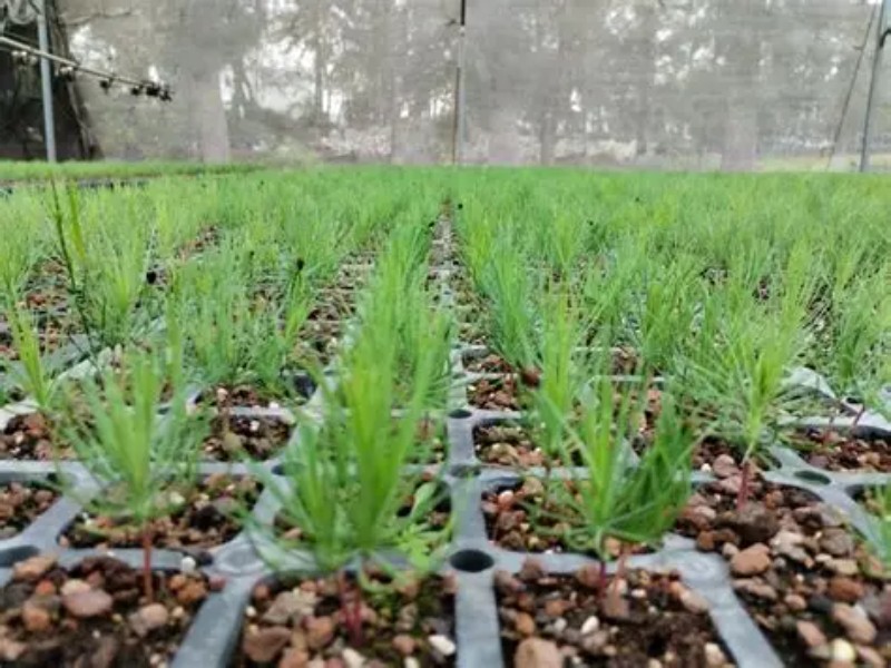 Comisión Forestal registra 140 mujeres cuidando los bosques Comisión Forestal registra 140 mujeres cuidando los bosques