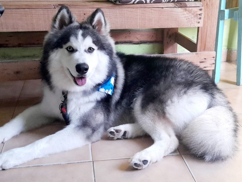 ¿Cómo cuidar a un husky?