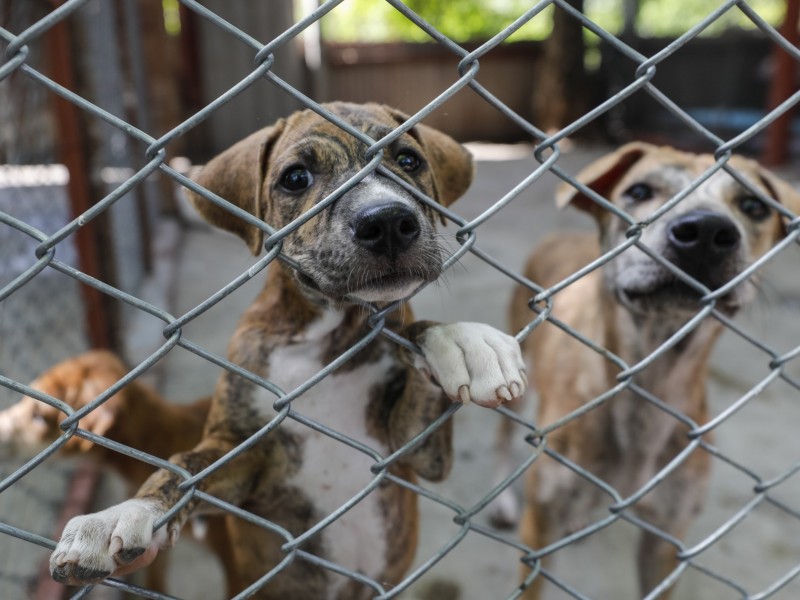 BCS retrasado en materia de protección animal?