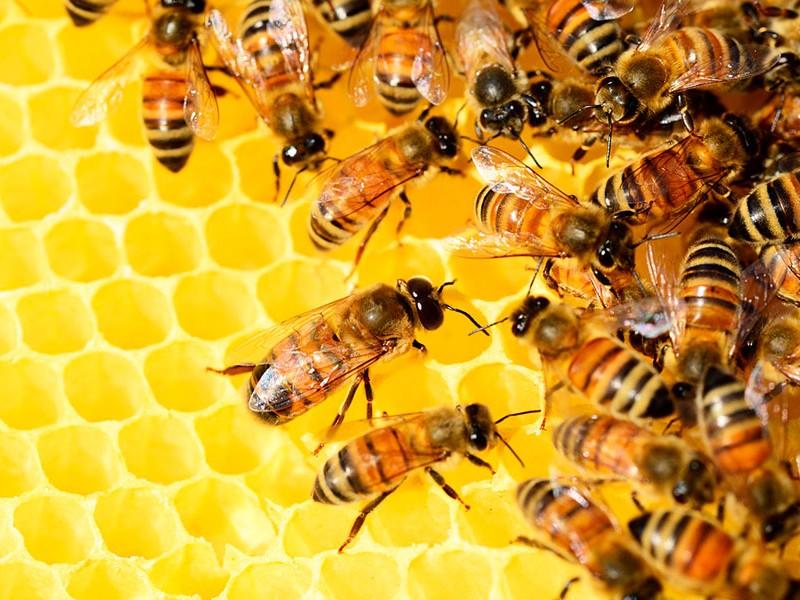 Cómo detectar la miel de abeja natural