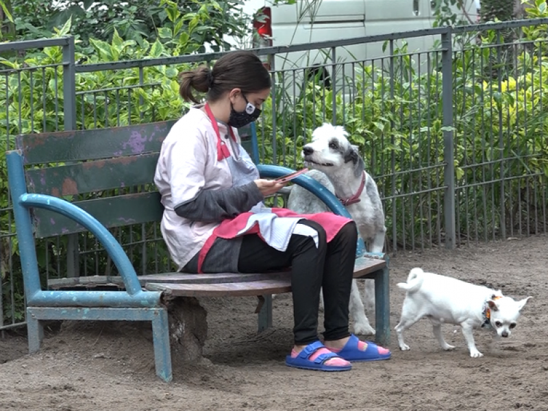 Compañía, amistad y familia: así consideran tapatíos a sus perros