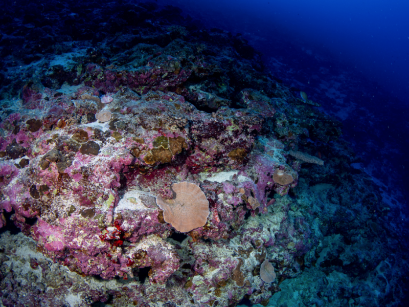 Complejo proteger nuevos arrecifes por la profundidad:Sistema Arrecifal