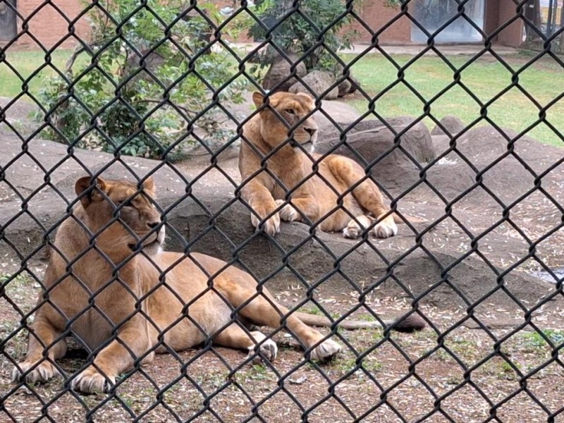 Completamente acopladas leonas rescatadas