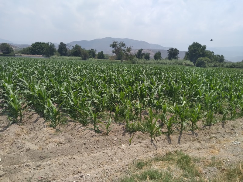 Complicado aseguramiento de cultivos ante daños por granizadas y sequías