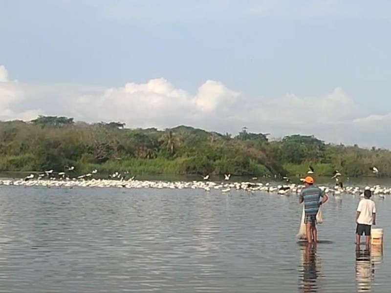 Complicado declarar área protegida Laguna de Barra de Potosí