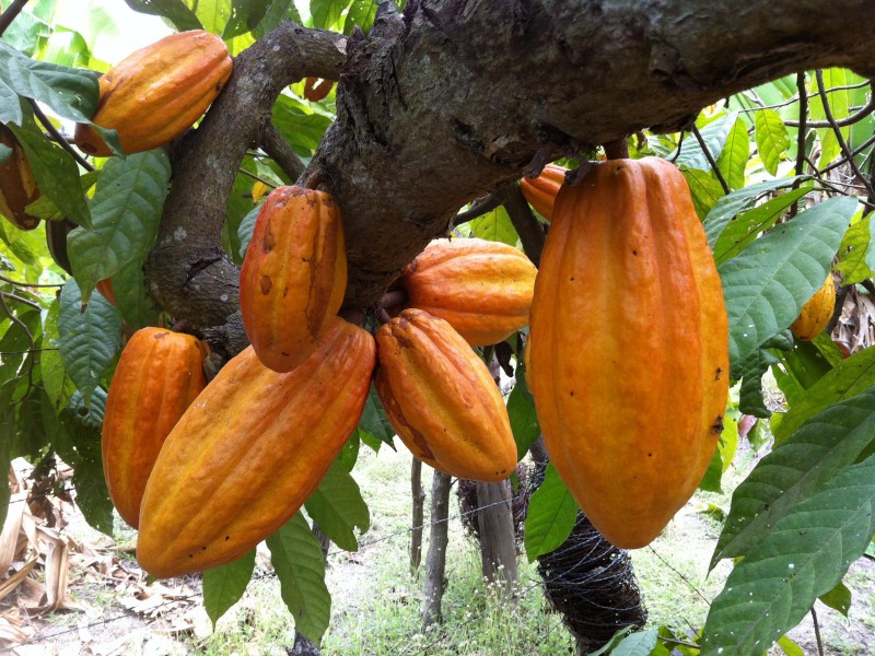 Compostela, San Blas, BADEBA preparan campos para siembra de cacao