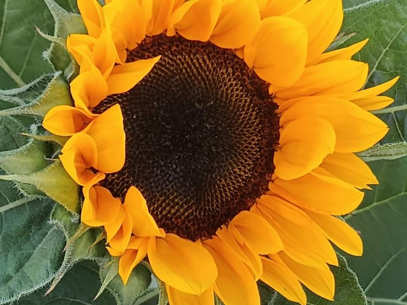 Con 4 mil girasoles productores incursionan en ventas online