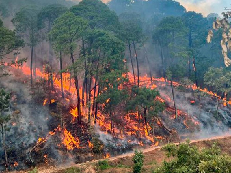 Con 47 mil hectáreas afectadas, Oaxaca encabeza tabla nacional