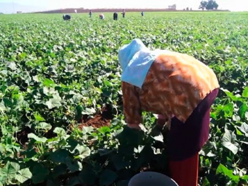 Con agua y esperanza: arranca siembra de hortalizas en Valle del Mayo