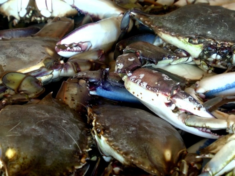 Con bajas capturas inicia pesca de jaiba macho