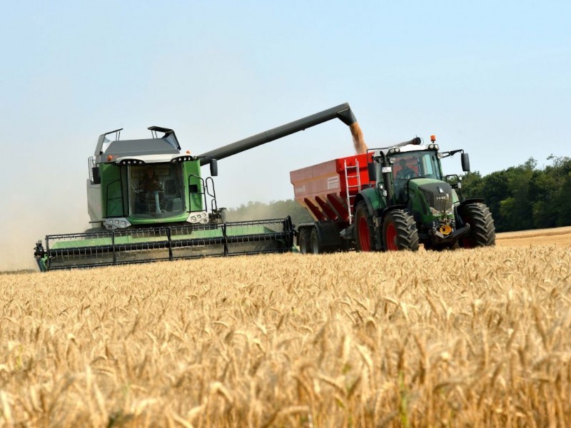 Con bajos rendimientos arrancan primeras trillas de trigo
