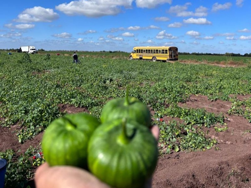 Con buena producción y precios avanza cosecha de legumbres