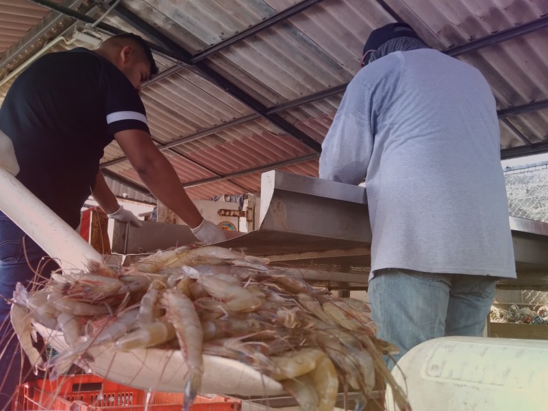 Con buenas capturas arranca temporada pesca del camarón