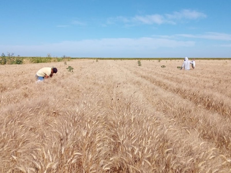 Con buenas expectativas avanza cosecha de trigo en El Carrizo