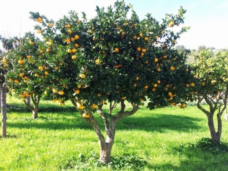 Con buenas expectativas inició temporada de naranjas