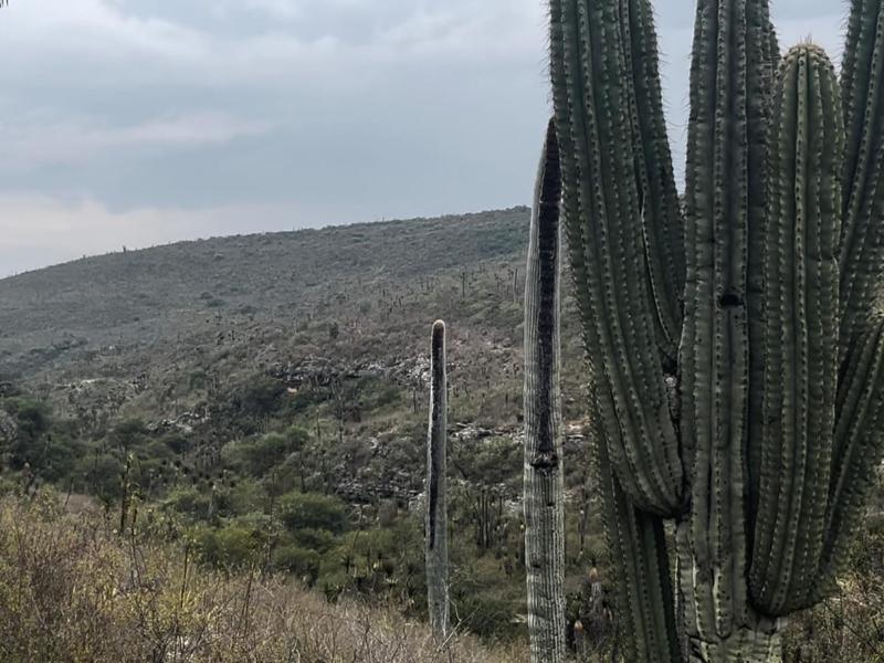 Con Coapan, 3 sitios de arte rupestre en la Reserva Tehuacán-Cuicatlán