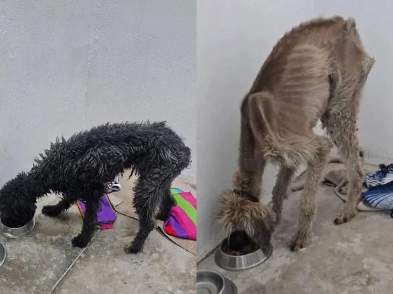 Con croquetas, sujeto que maltrataba a dos perros salda su deuda