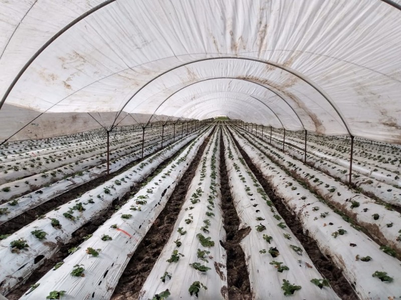 Con disminución de superficie de cultivo inicia temporal de fresa