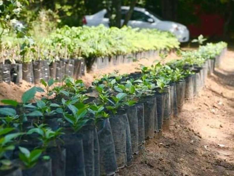 Con donación de árboles buscan mitigar efectos de cambio climático