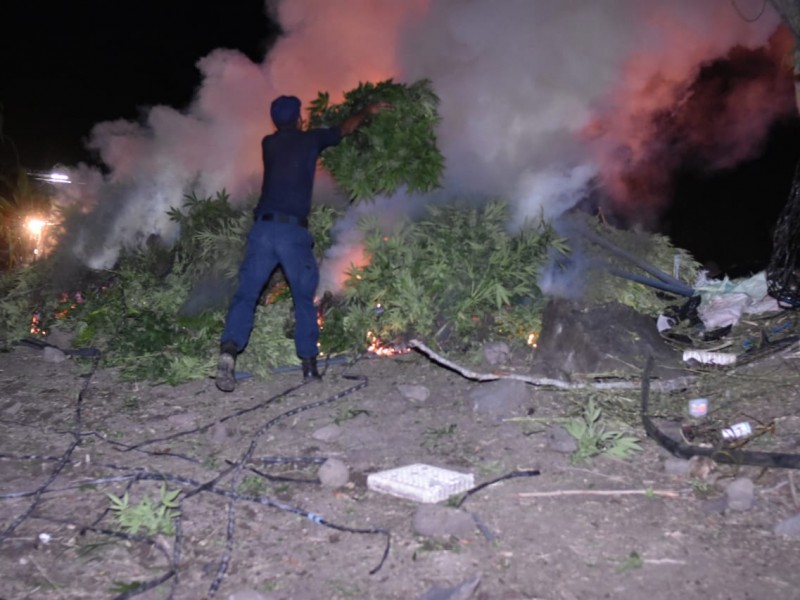 Con drones, localizan plantío de marihuana