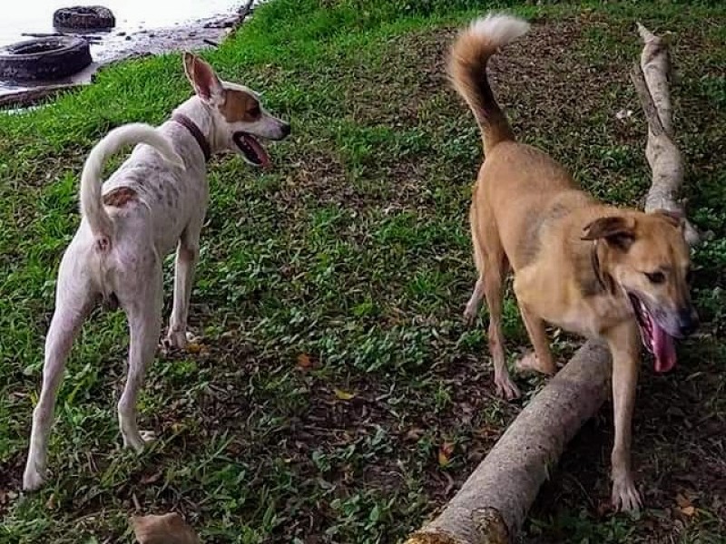 Con esterilizaciones buscan disminuir sobrepoblación de animales callejeros