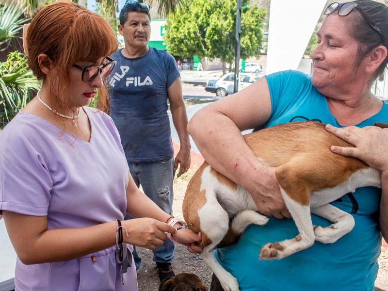 Con éxito culmina jornada de desparasitación y vacunación canina