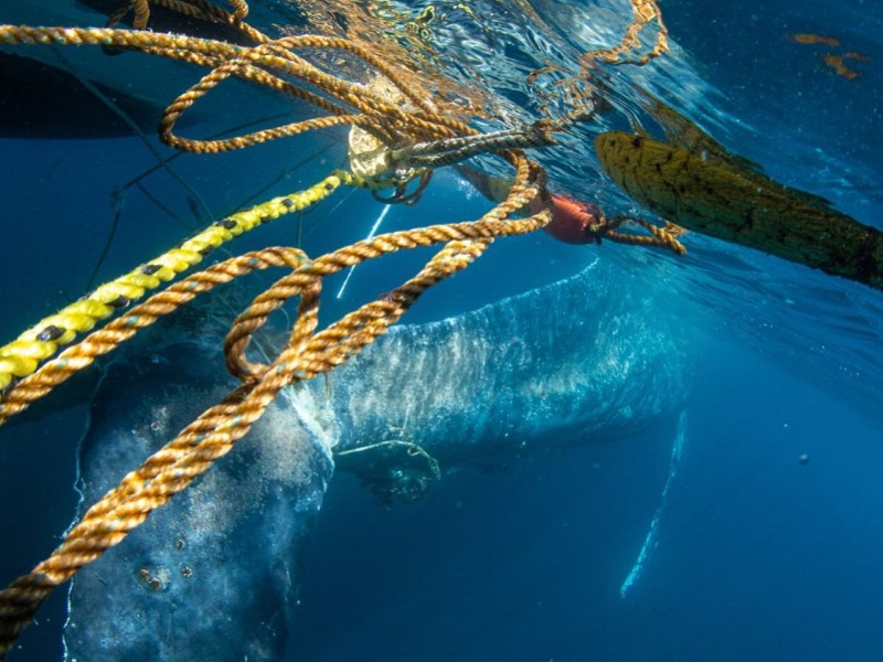 Con éxito desenmallan ballena jorobada joven