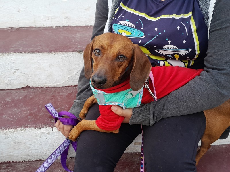 Con éxito se lleva a cabo la campaña de esterilización