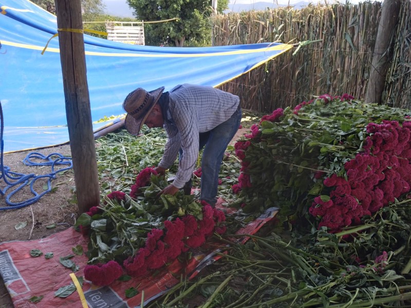 Con expectativas altas arranca corte de flor en San Diego