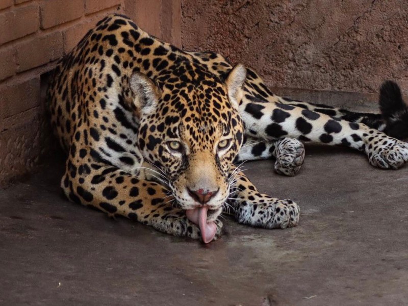 Con fines reproductivos, llega pareja de jaguares a Zoo Morelia