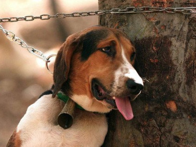 Con iniciativa buscan aumentar penas por crueldad animal