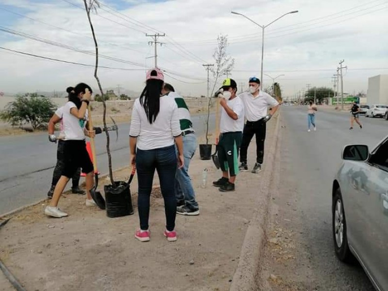 Con más de mil árboles combaten calor en el centro