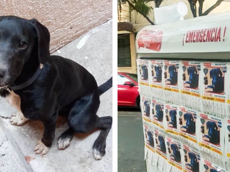 Con megáfono buscan Bruno, perrito perdido