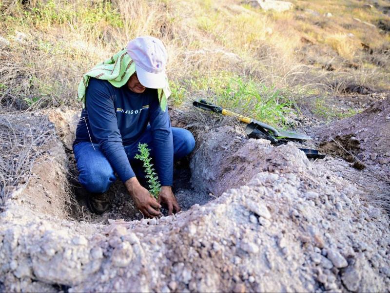 Con más de 13 mil árboles Sonora se suma a Jornada de-Reforestación