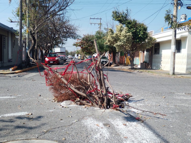 Con pino advierten de hundimiento en calle de Veracruz