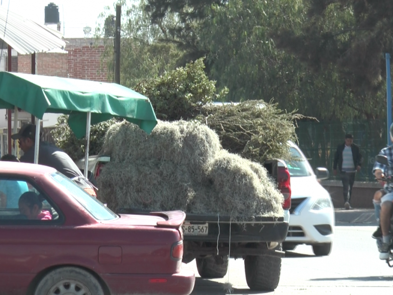 Con prohibición comercializan heno y musgo en León