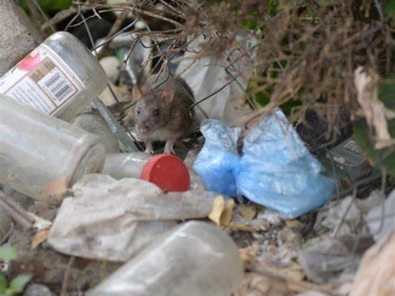 Con ratas y mal olor en calle del Yuán