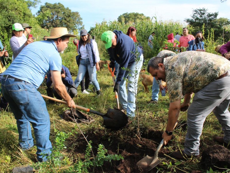 Con reforestación de especies protegidas restauran el manantial 