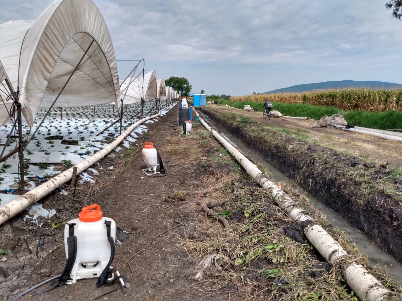 Con tecnificación buscan productores blindar sus cultivos de cambios climatológicos