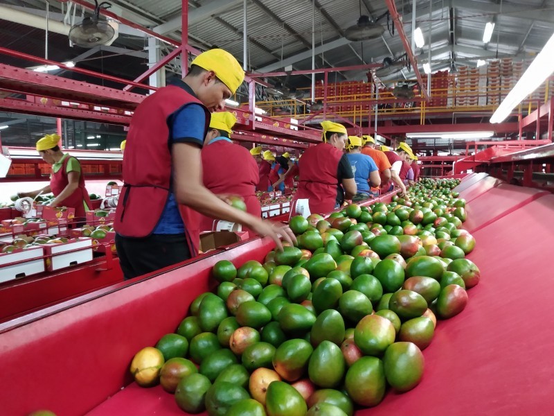 Con traslapes, arranca positivamente cosecha de mango