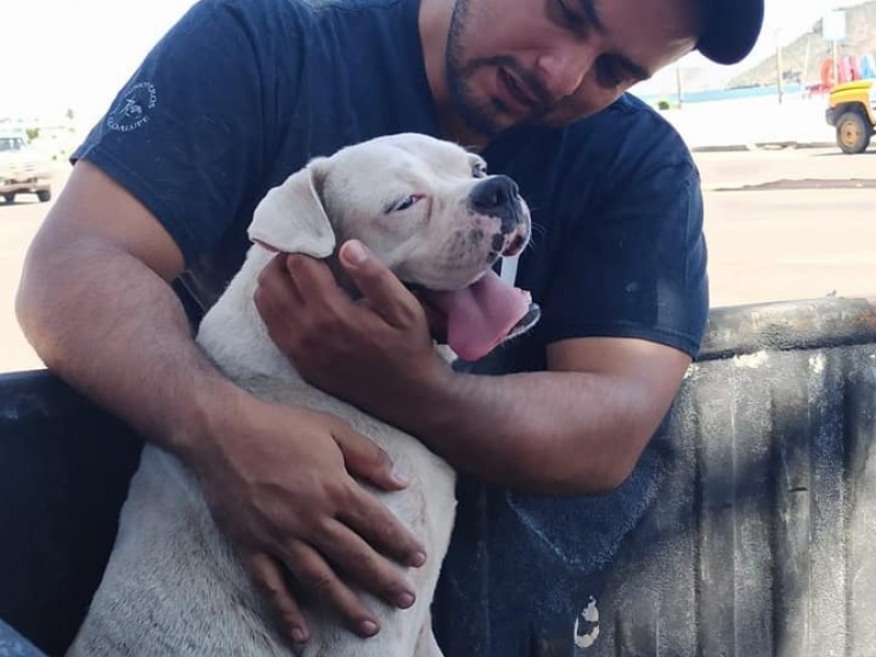 Con un paseo da el último adiós a su mascota