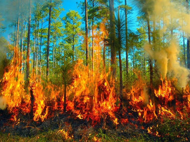 Conafor registra 12 incendios forestales en Guerrero