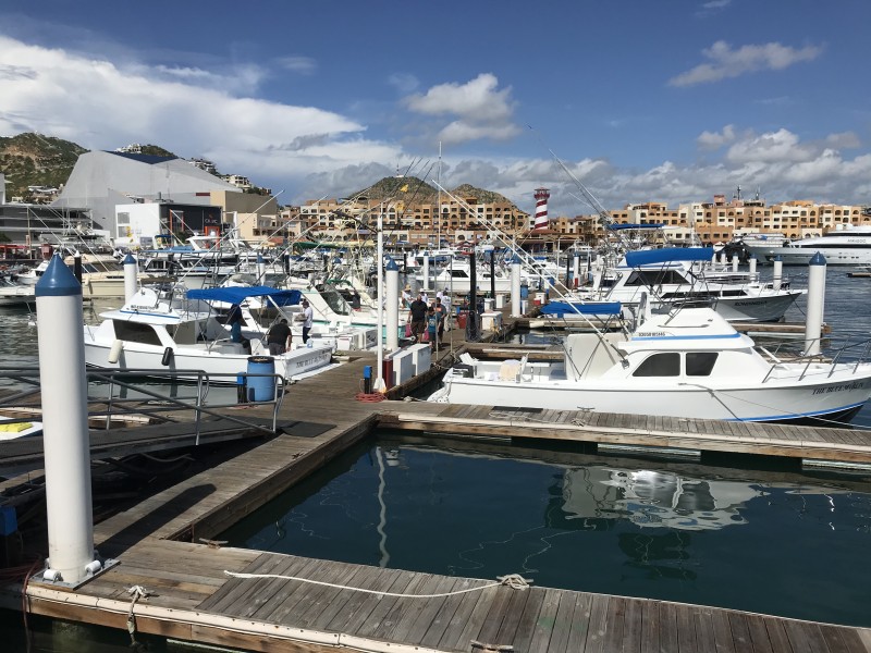 Conapesca no cuenta con recurso para protección de especies marinas