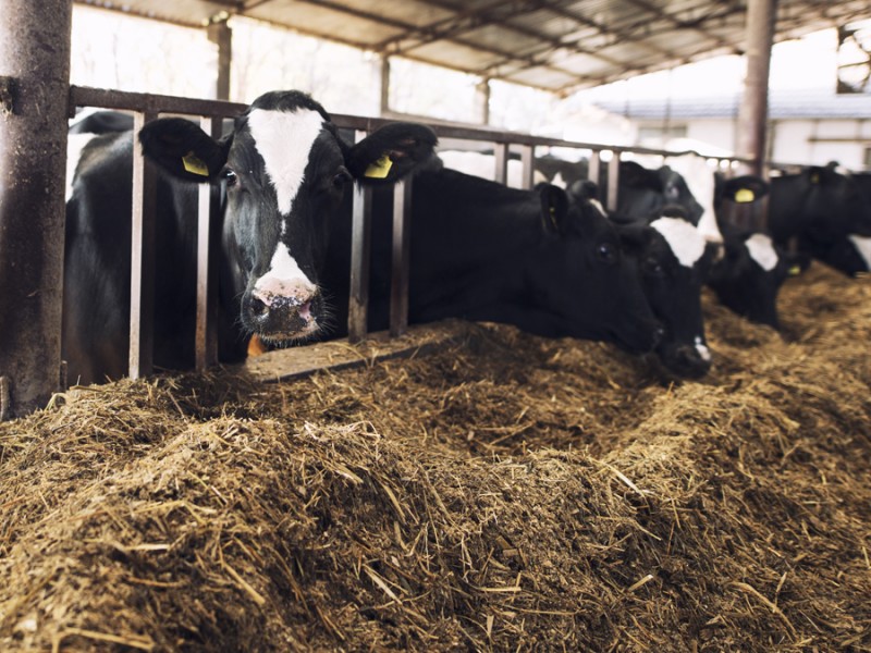 Concientizan sobre desechos de la agroindustria en la Laguna